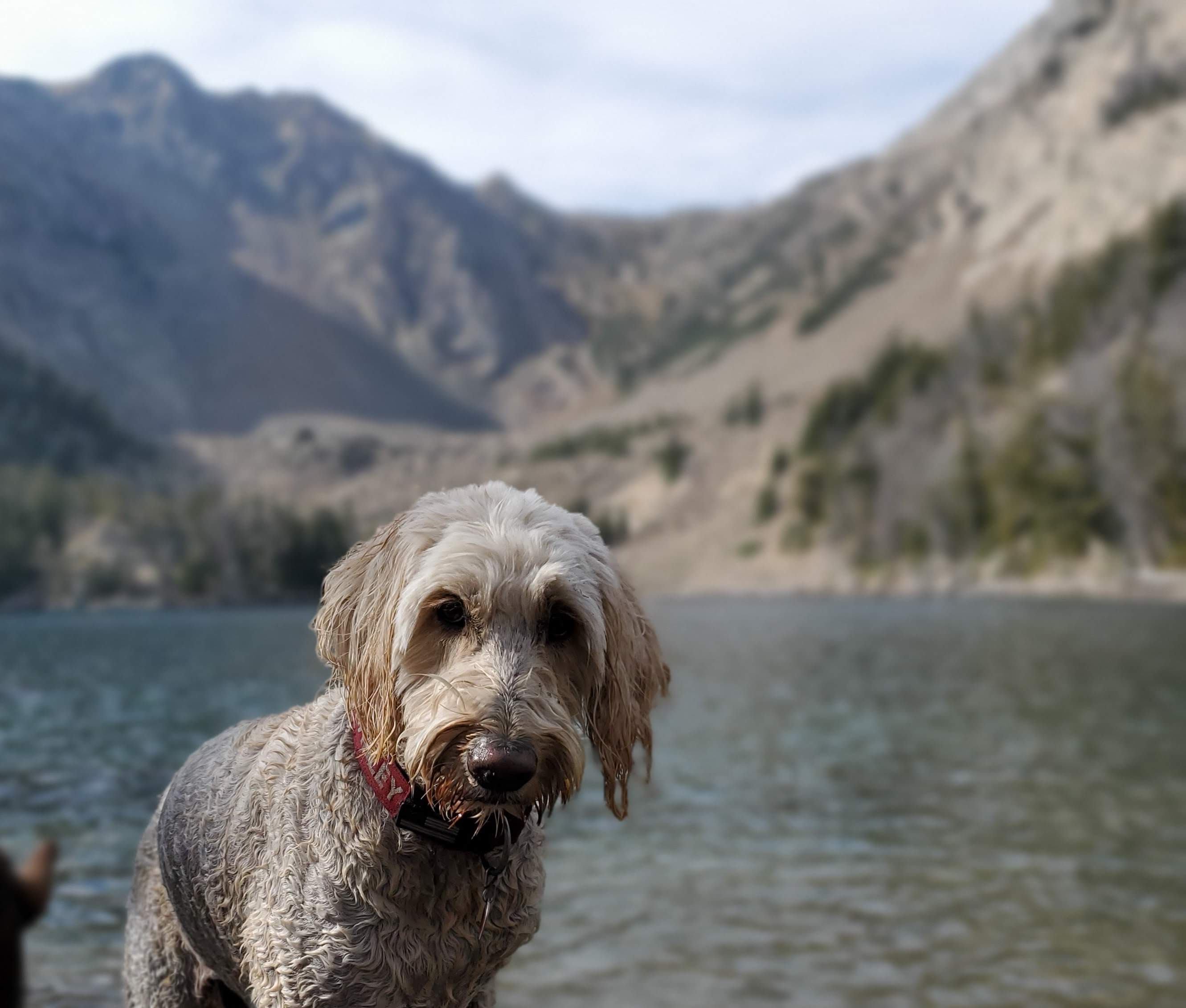Harley at the mountain lake